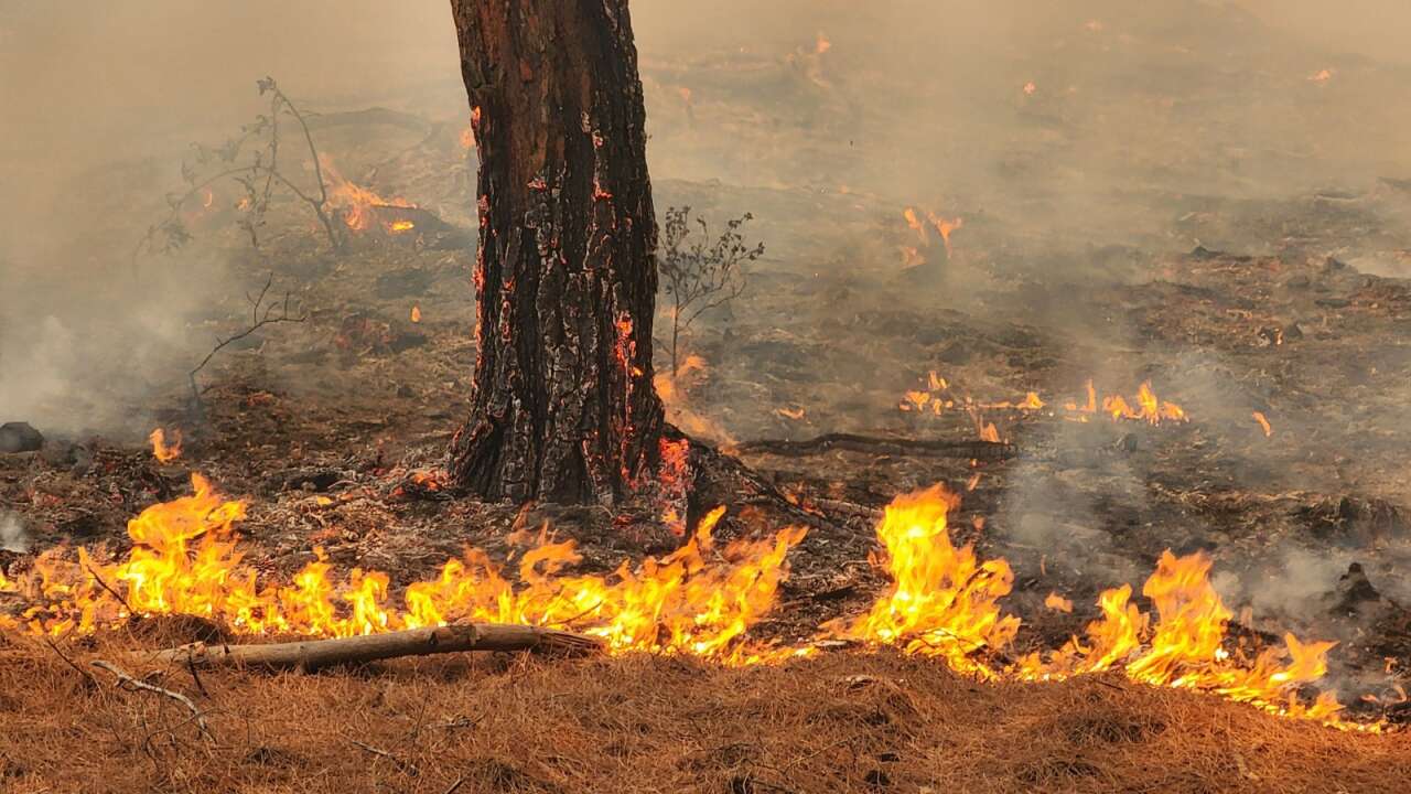 Muğla ve Aydın’da 2025’te 429 Yangın! 3 Bin 800 Dönüm Alan Kül Oldu 8